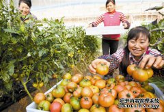 果博东方开户“水果番茄